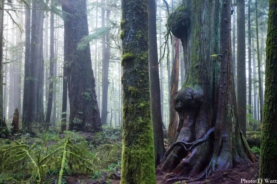 如今这片森林已经已经成为明星,不会重蹈"阿凡达"星球的覆辙.
