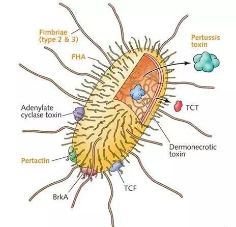 百日咳|真的要咳嗽100天才能好吗?