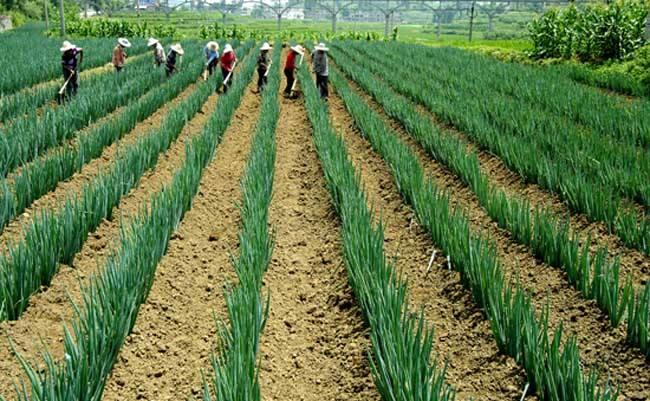 麥子收割完就該種植麥茬蔥了種植大蔥都要注意什麼呢