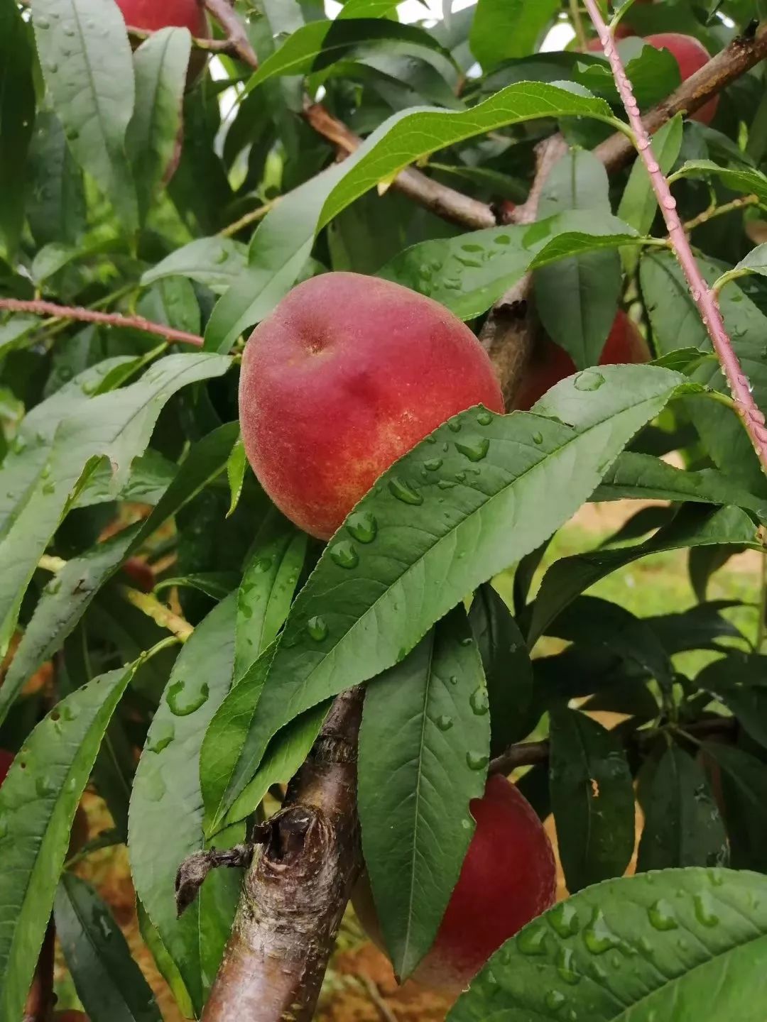 免费摘!免费吃!连州百亩红玉桃熟了!这几天是最佳采摘期,错过要等下一