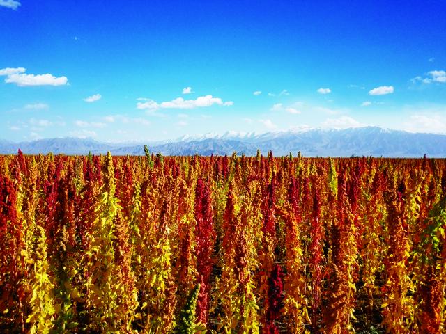 营养黄金藜麦让您享受不一样的健康生活