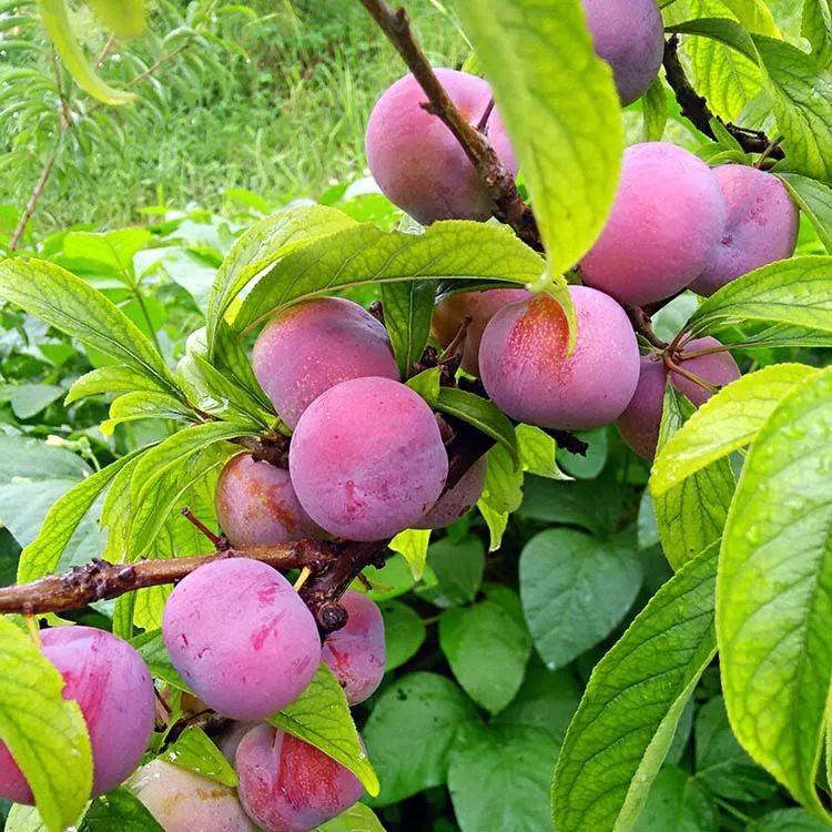 成都户外走走去鹤鸣山摘李子野炊美食探秘天谷洞清凉一夏