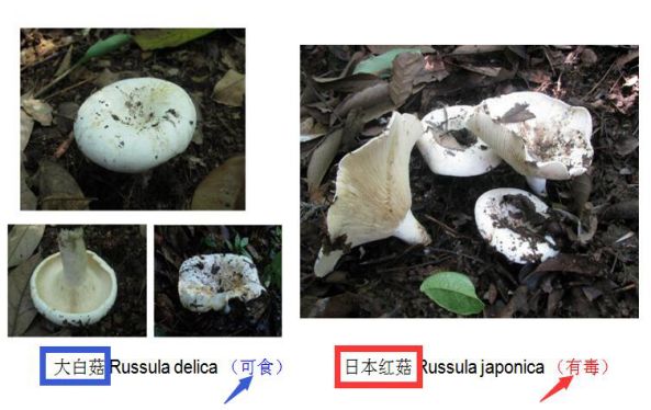 温馨提醒这几种野生毒蘑菇千万别碰小心中毒