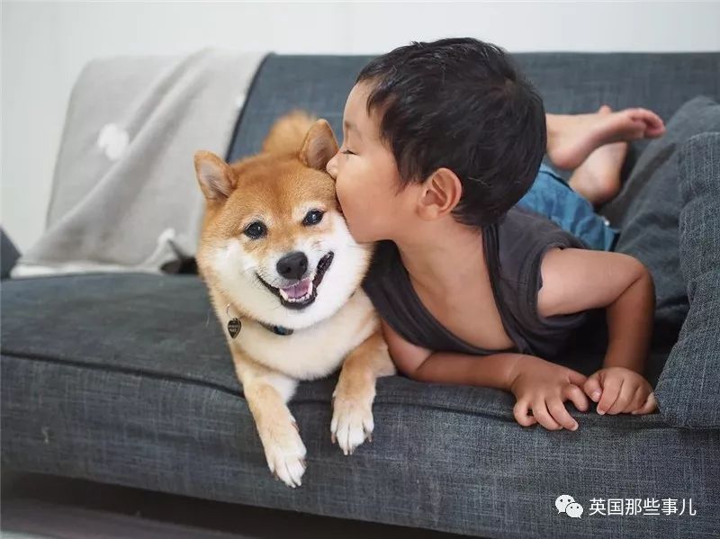 柴犬哥哥和人类弟弟亲密无间的有爱