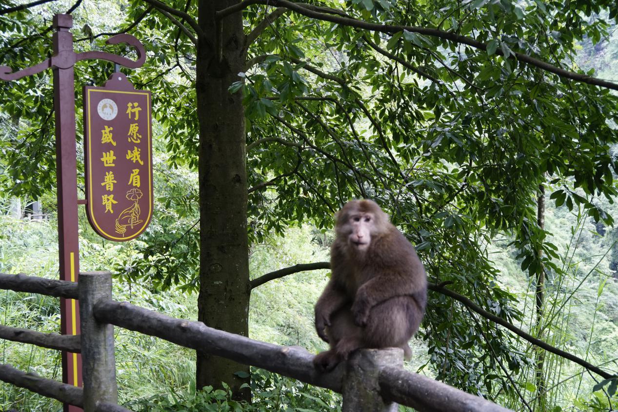 峨眉山峨眉猴一道活动的风景