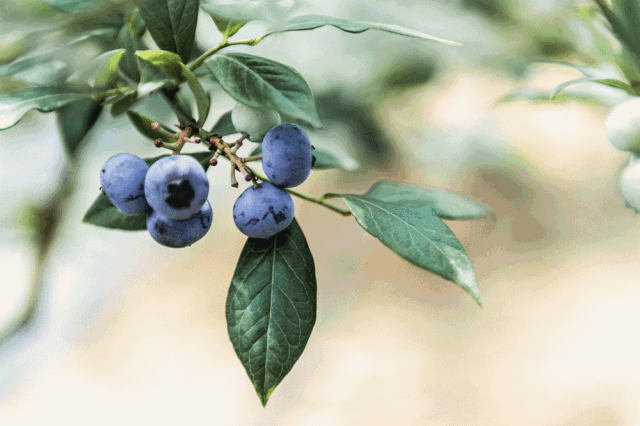 蓝莓采摘季叫你吃蓝莓的都是真爱