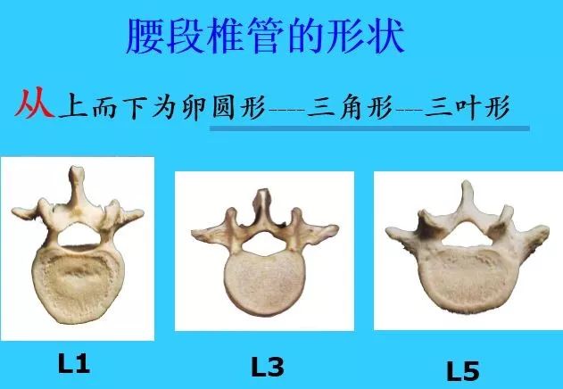 超實用脊椎解剖圖解