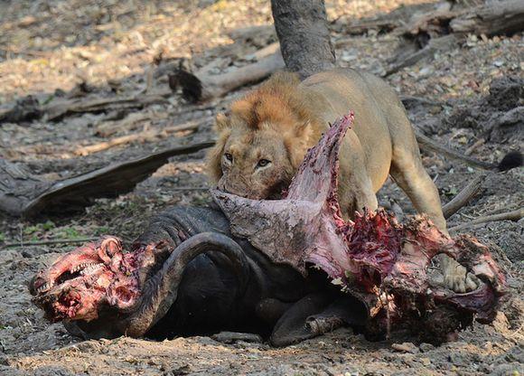 雄狮咬死猎物后开始吃肉,边吃边咧嘴直乐,吃到什么了这么开心?