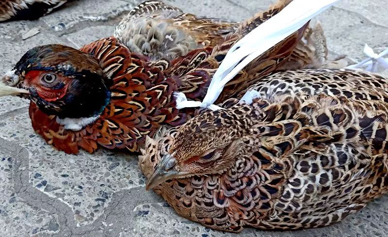 南充街边的野鸡野鸭80元一只都无人问津67676767