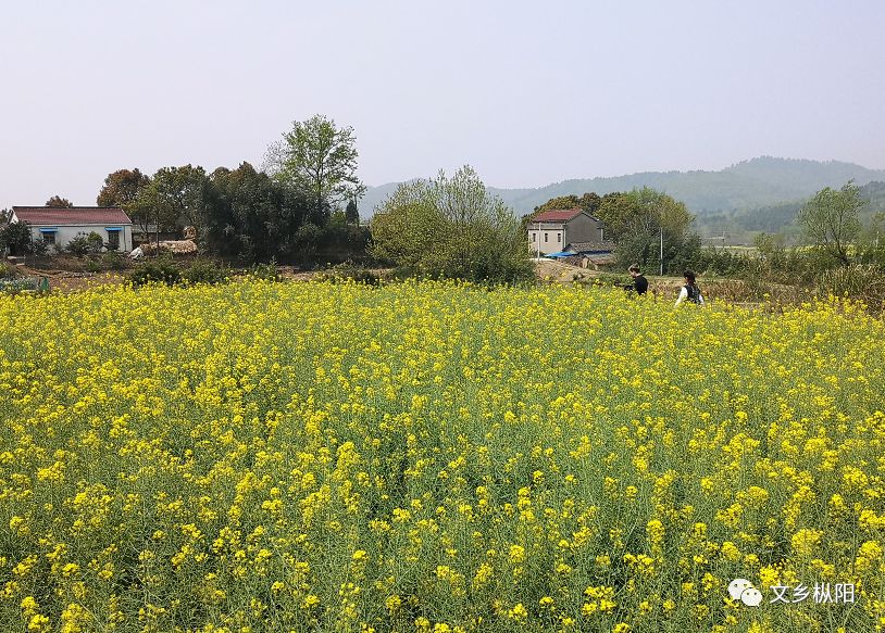 官山村图片