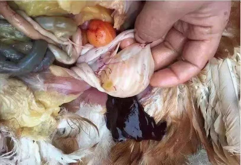 案例由输卵管炎引起的蛋鸡产蛋质量和产蛋率问题的治疗对策