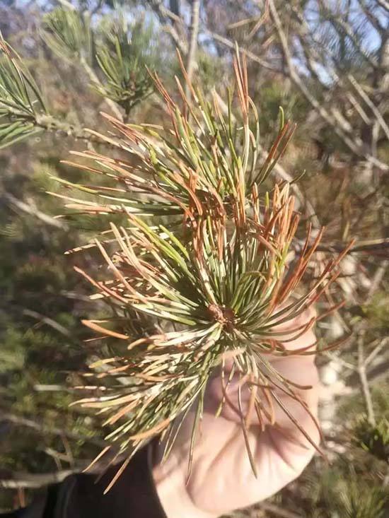 白皮松病虫害防治白皮松落叶枝枯长势不好如何解决白皮松落针病落叶