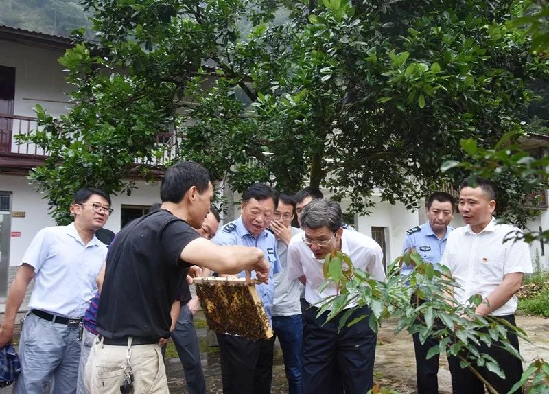 在马头山镇昌坪村,马头山国家级自然保护区管理局局长吴和平向调研