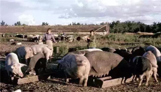 1971年中國農村真實老照片你還記得70年代農村的樣子嗎