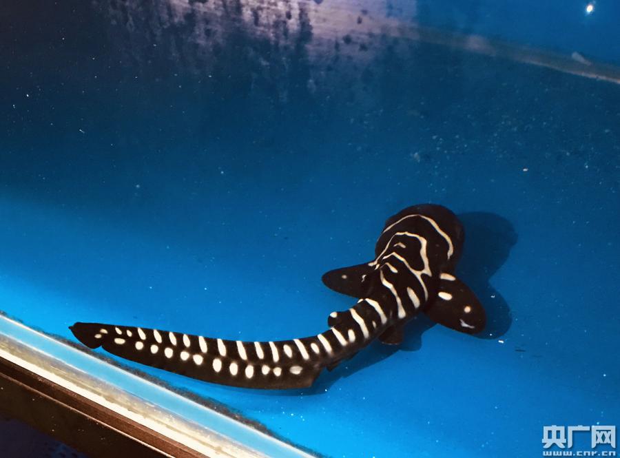 大连圣亚海洋世界人工繁育首例豹纹鲨降生_鲨鱼