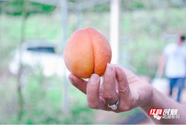 媒体报道红网湖南六月丨唯北湖桃莓不可辜负
