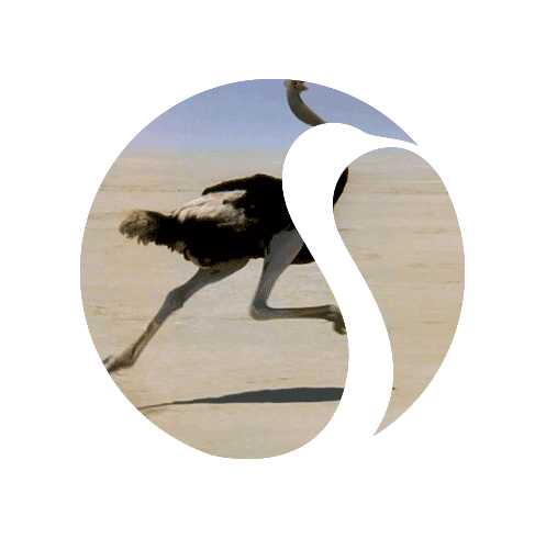 在围绕创业"器"和"术"的培训资源足够丰富的情况下,鸵鸟会致力于从"魂