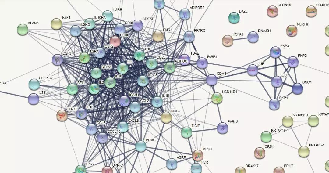 string网站 cytoscape软件制作精美蛋白互作网络图(ppi)_nodes