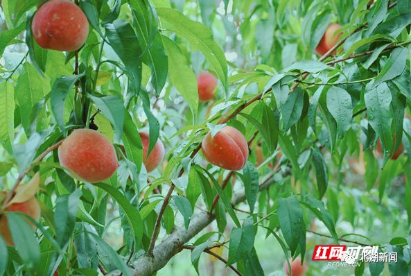 媒体报道红网湖南六月丨唯北湖桃莓不可辜负