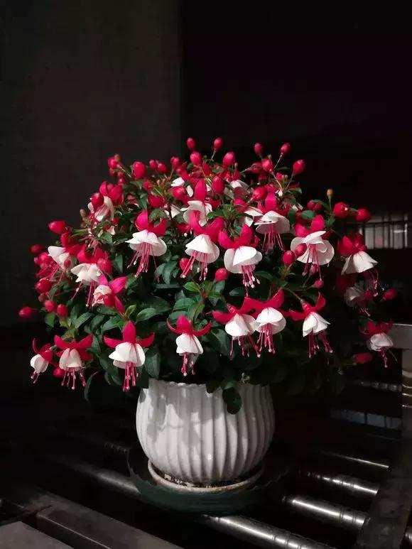 夏天倒挂金钟太难养用这个方法轻松安全度夏