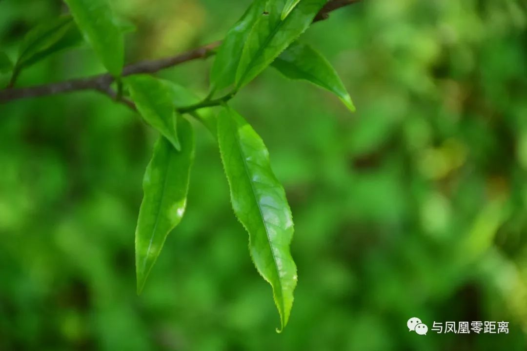 芝兰王单丛霸吗