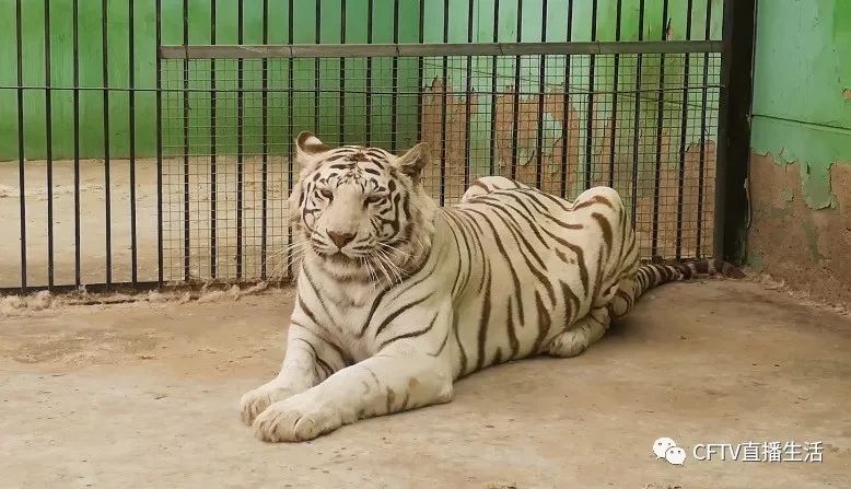 赤峰7岁白虎初次怀孕全城急寻狗奶妈