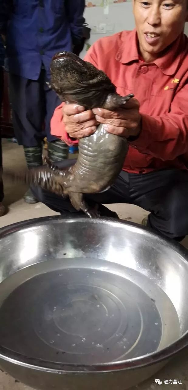 村书记徐银国立即上报上级部门,昌江区农业农村水利局与鱼山镇水产