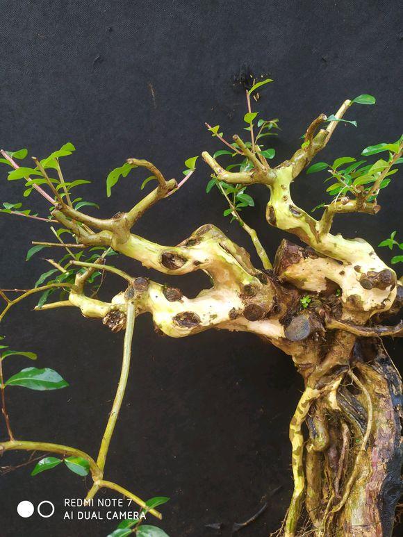 小叶紫薇提根