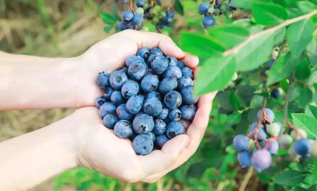 蓝莓熟了弥河蓝莓采摘开始啦进园随便吃快来16折抢门票