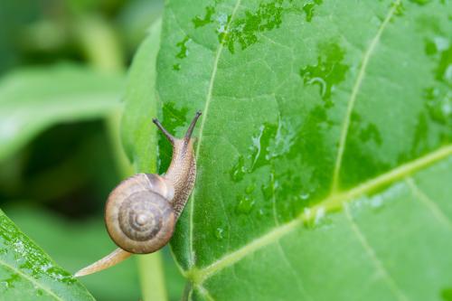 来对蜗牛进行限制,但是如果外界的环境比较潮湿,就达不到目的