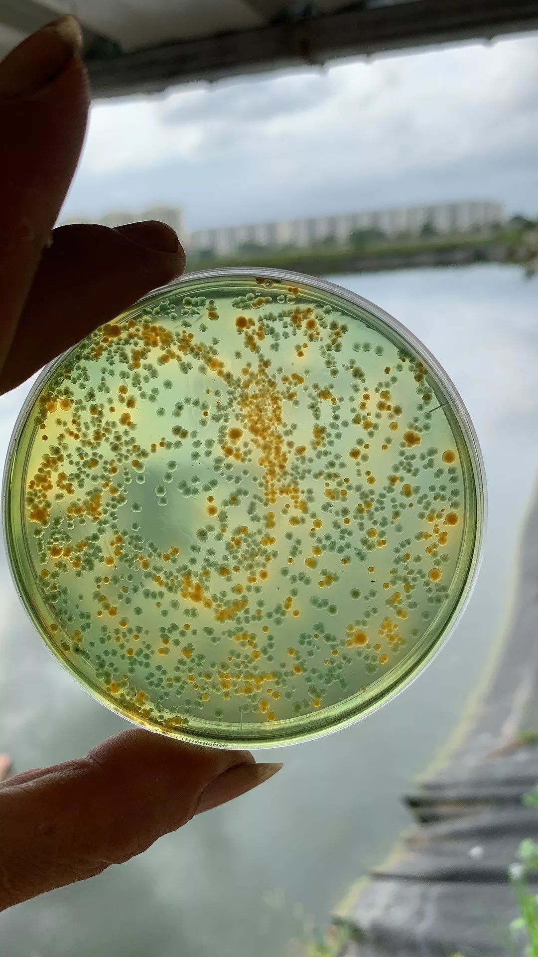 高温对南美白对虾养殖的影响