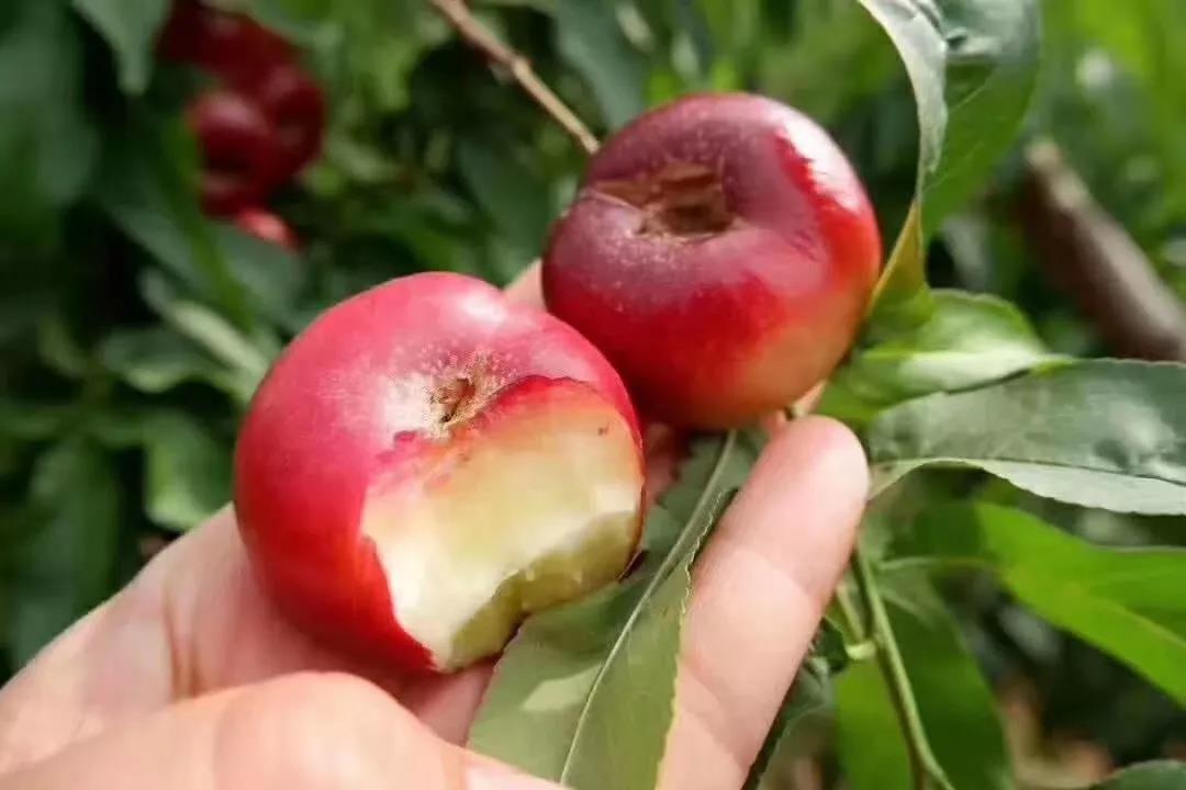 蟠桃不近距离接触,还真看不出来这是桃子这就是那传说中神秘的"蟠桃"