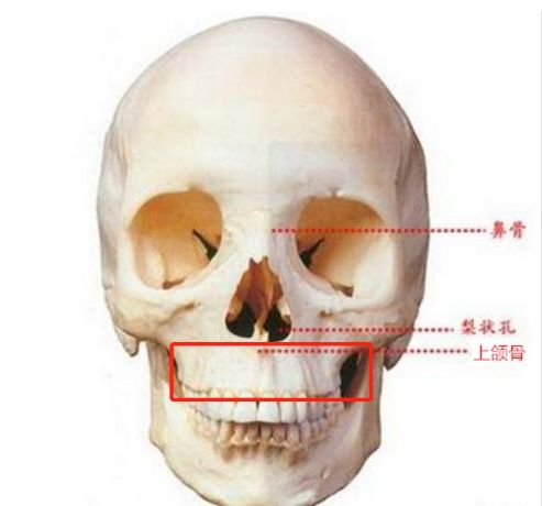 上颌骨的位置图图片