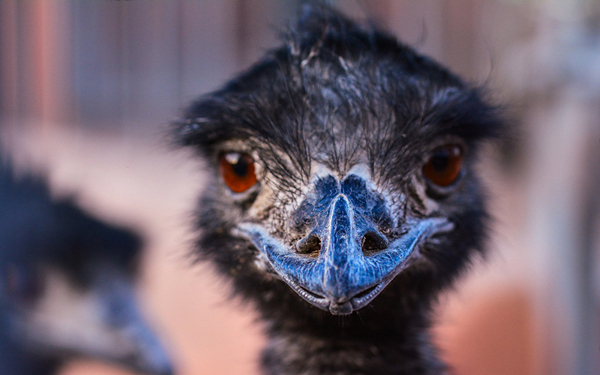 谁说爸爸不会带娃看看我们动物界的鸸鹋好爸爸