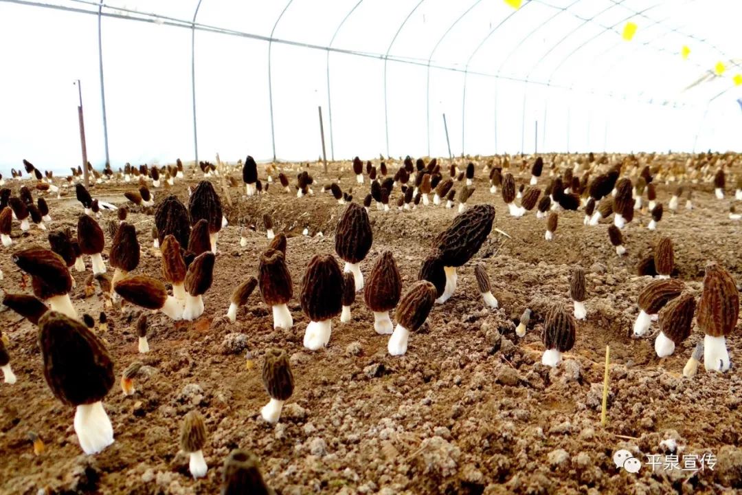 产业发展中心试验基地连续三年进行了羊肚菌出菇试验,在品种,栽培方法