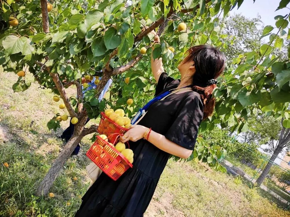 海淀驾校采摘季遇见你的小杏运