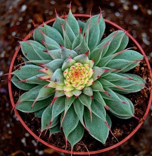 七彩莲座太美了,送给有缘人!