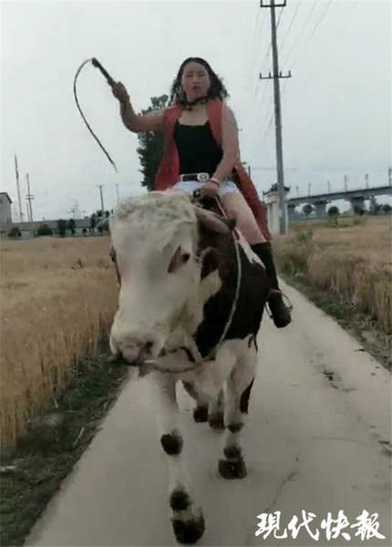 一女子骑牛走红训练时常从牛背上摔下