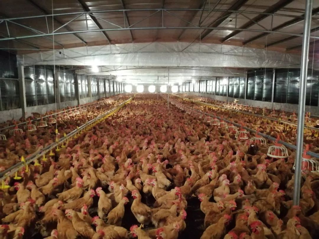 广西贵港市人大考察组先后来到温氏企业总部展馆和车岗镇养鸡场进行实