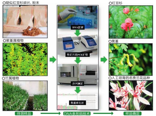 科学家如何区分不会说话的植物? | 少年科学粉_鉴定