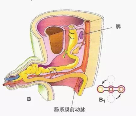 肠袢是什么图片图片