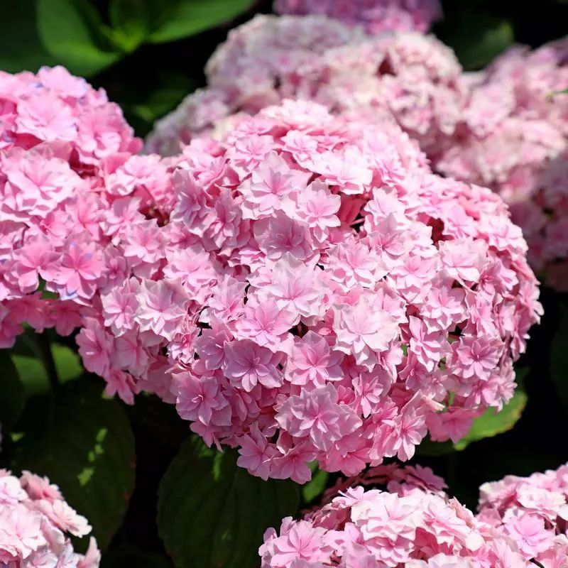 每日一花 | 银河绣球:重瓣大花,颜色多为粉色