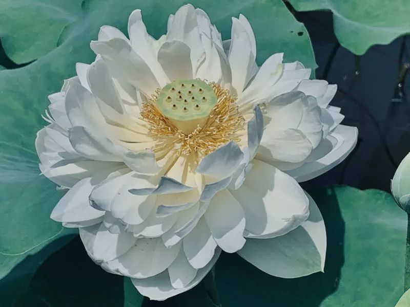 众香国里最壮观曲水东园经言"如大人眼目"的佛世之美由鉴真大师东征又