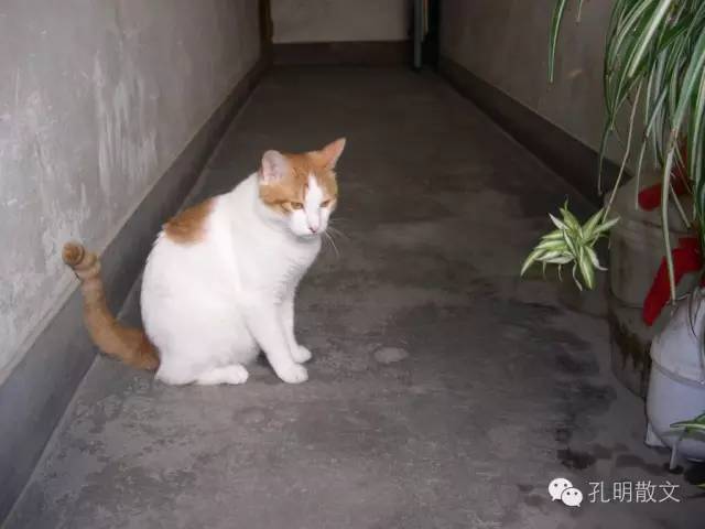 孔明猫最后的日子