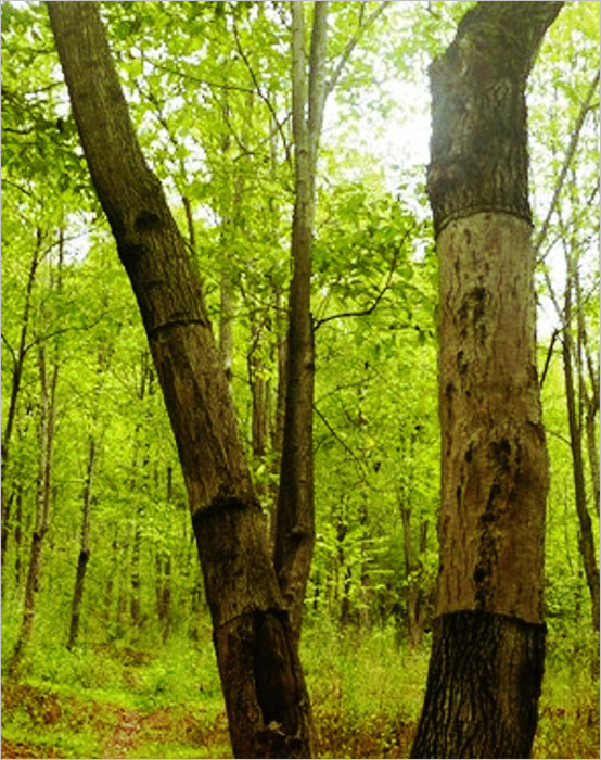 张家界仲之美知天命时入商海余生皆为杜仲人