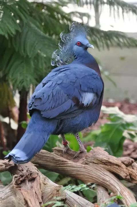 黑色翅膀蓝色身子的鸟图片
