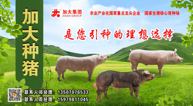 广州人和种猪广告牌图片
