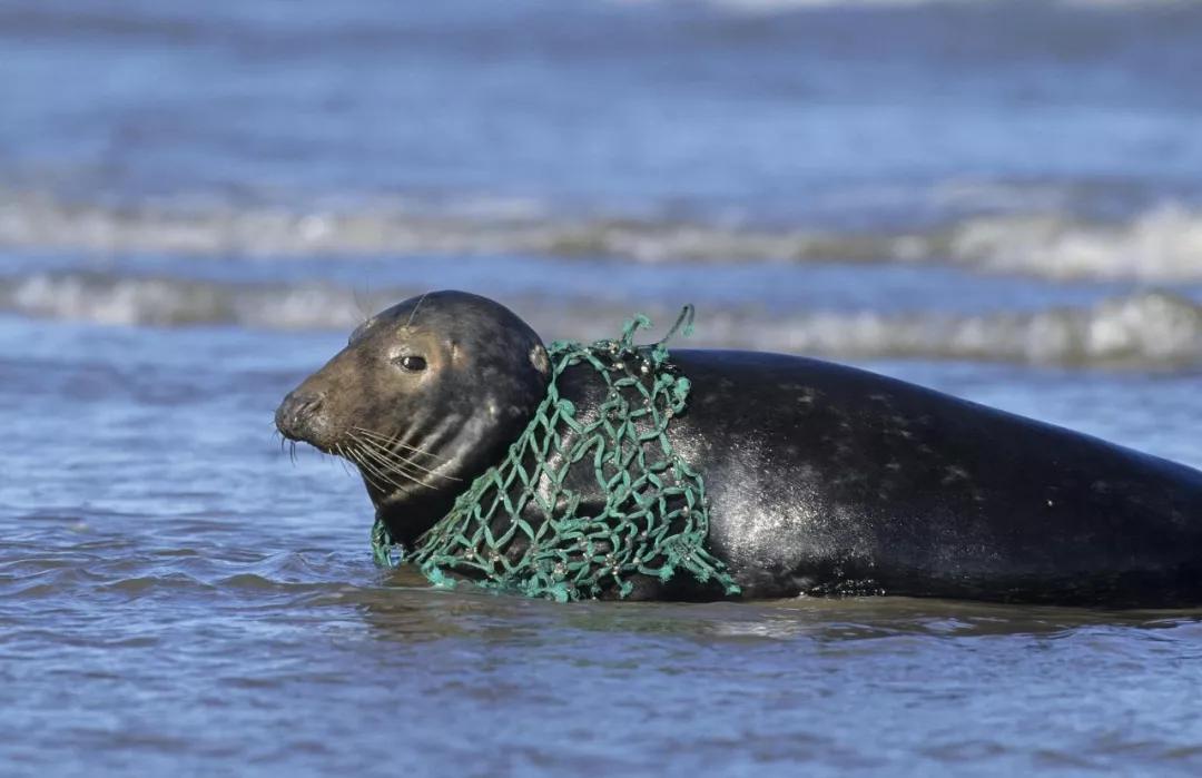 可能每年摄入9万个"微型塑料颗粒"_垃圾