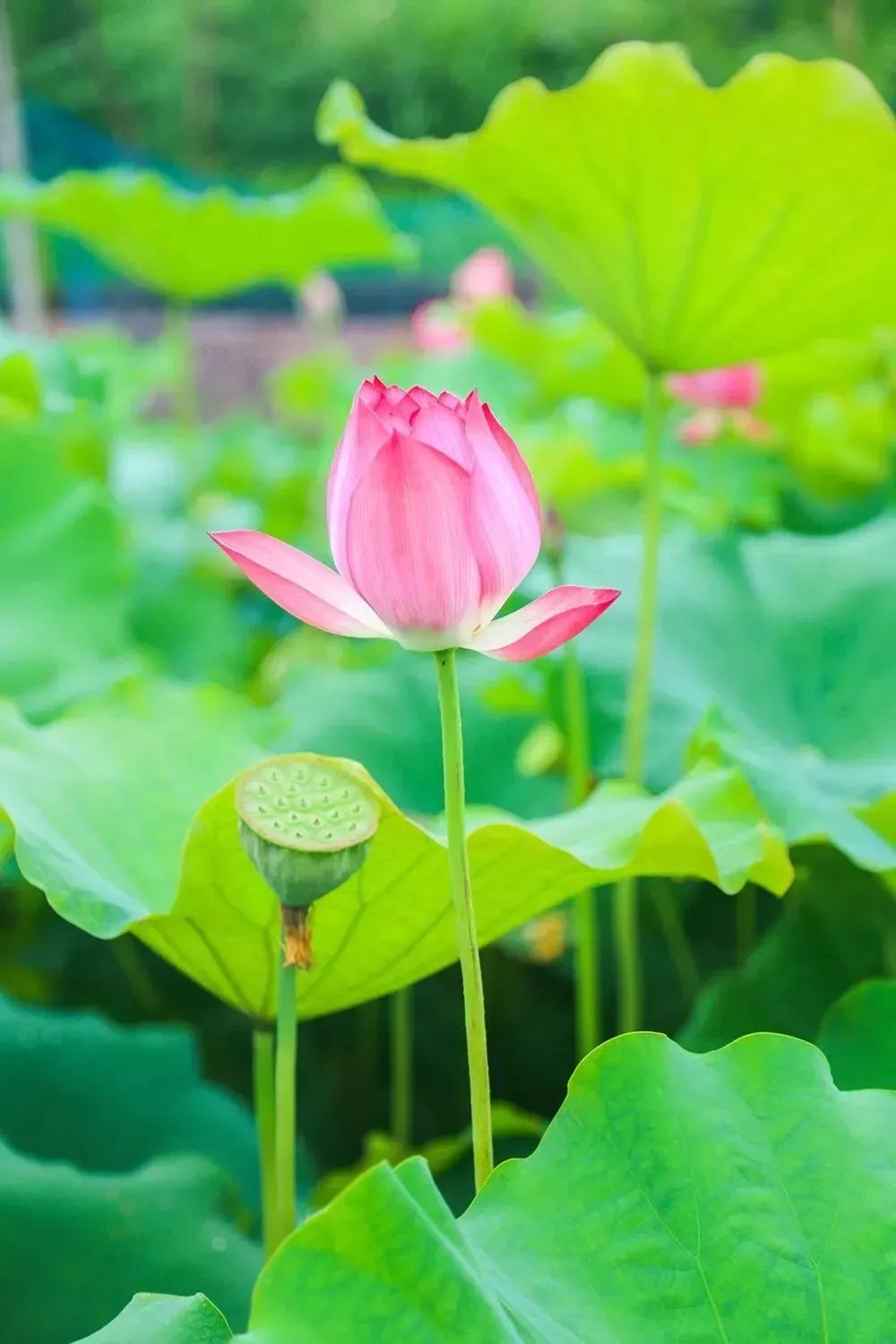 美爆了百亩荷花盛开灿烂成海错过等1年