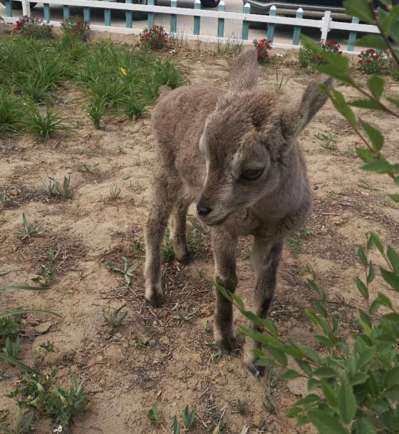 关注暖心警民携手救助落单小岩羊